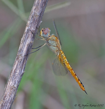 Pantala flavescens, female